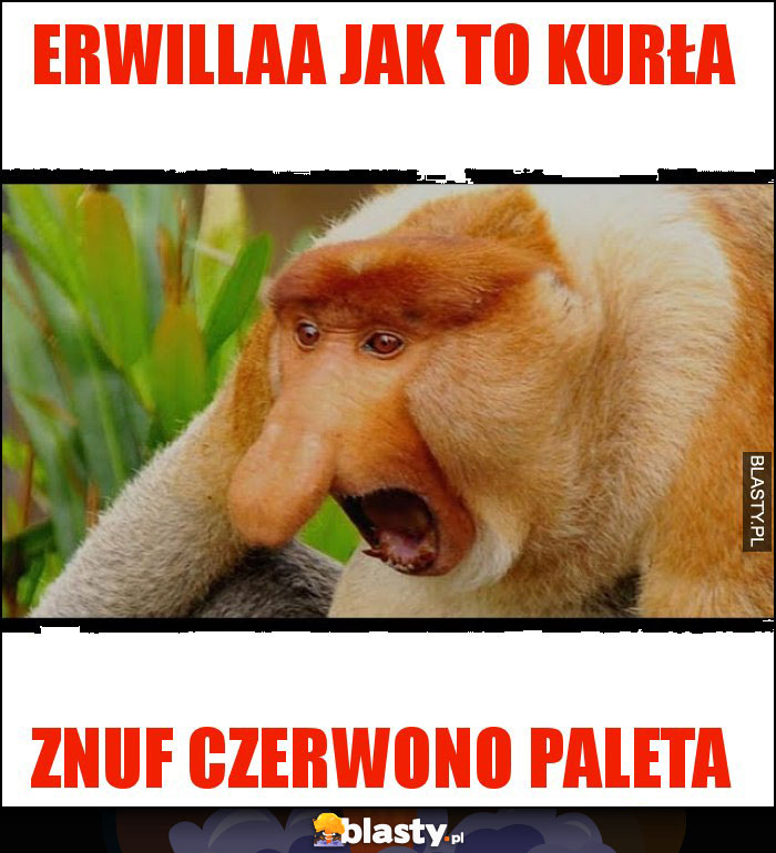 Erwillaa jak to kurła