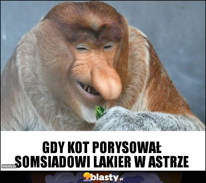 Gdy kot porysował somsiadowi lakier w astrze