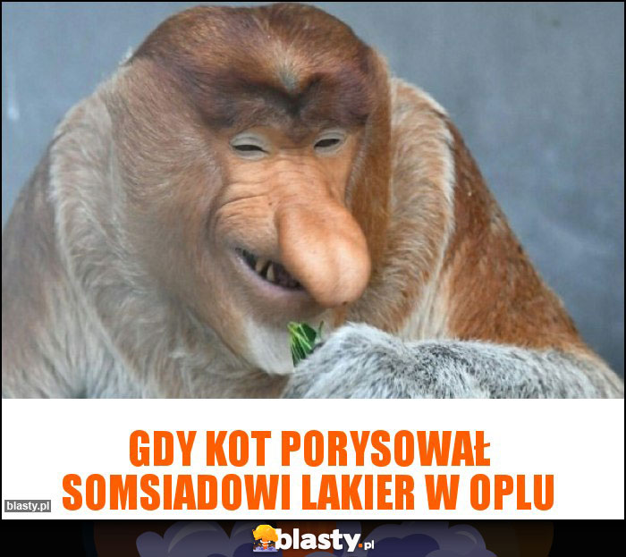 Gdy kot porysował somsiadowi lakier w oplu