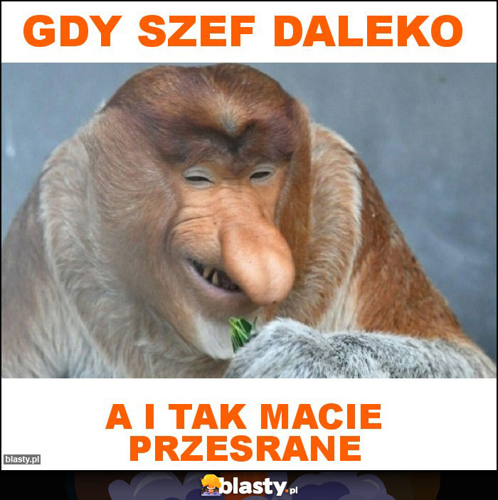 Gdy szef daleko