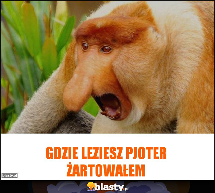 GDZIE LEZIESZ PJOTER żartowałem