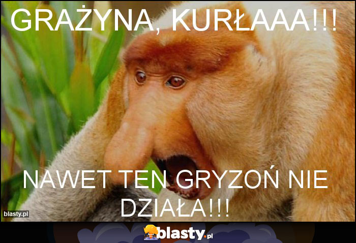 Grażyna, kurłaaa!!!