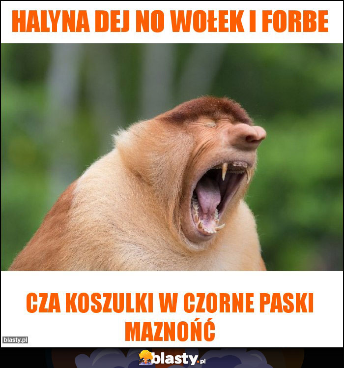 HALYNA DEJ NO wołek i forbe