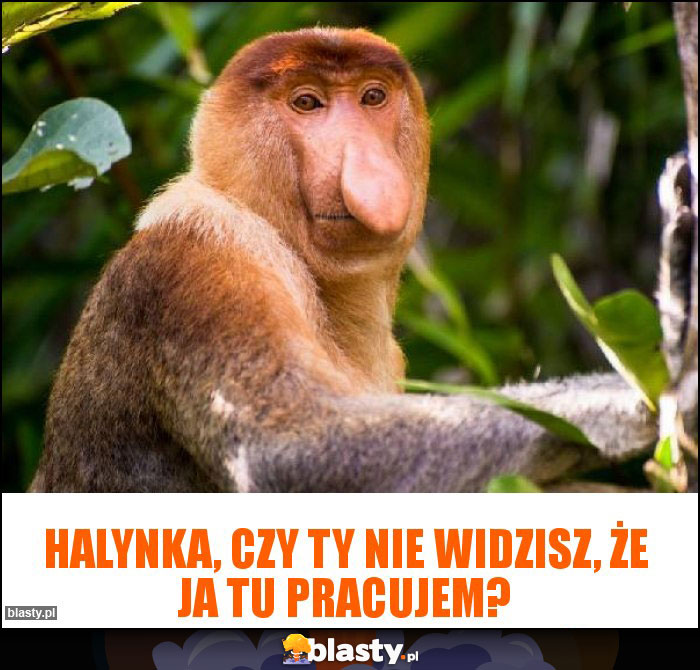 Halynka, czy ty nie widzisz, że ja tu pracujem?