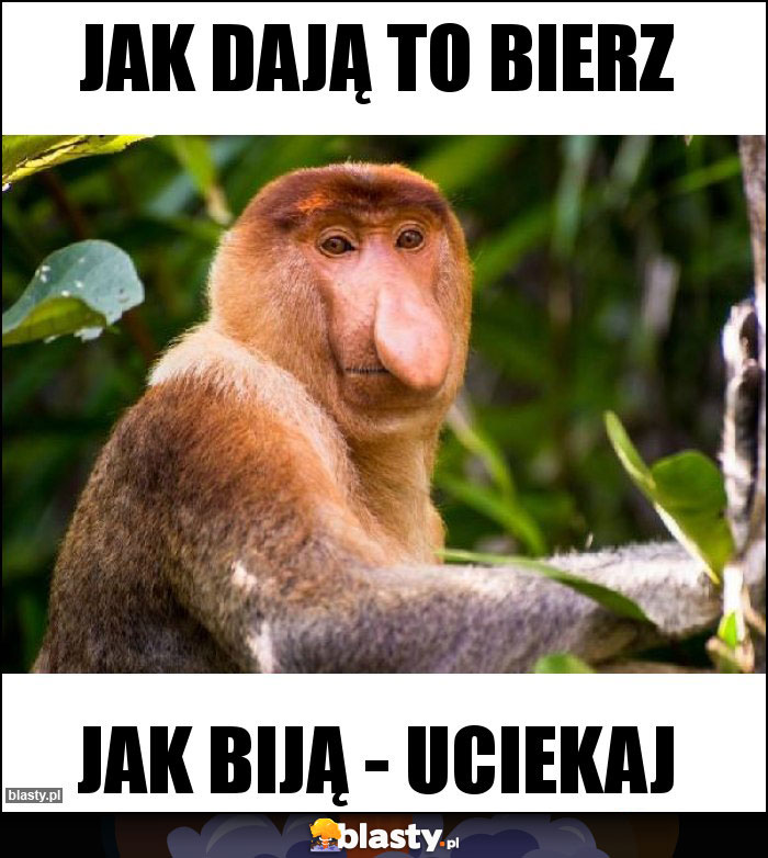 JAK DAJĄ TO BIERZ