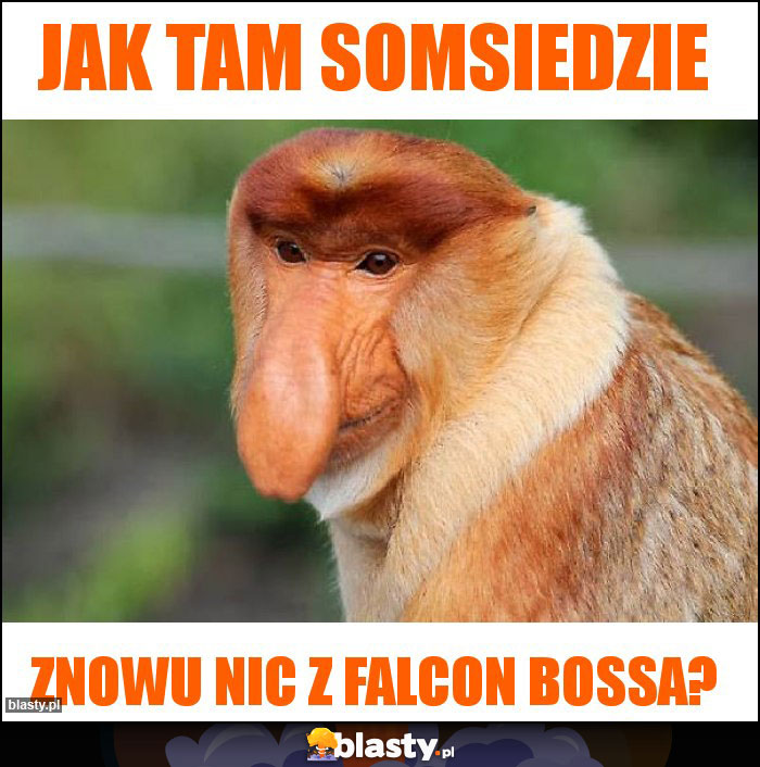 JAK TAM SOMSIEDZIE