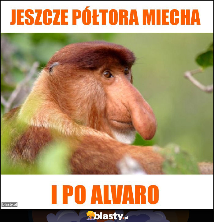 Jeszcze półtora miecha