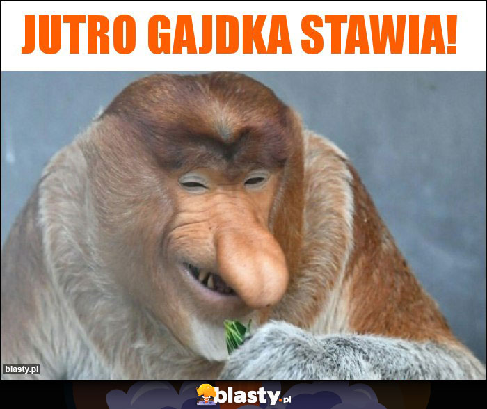 Jutro Gajdka stawia!