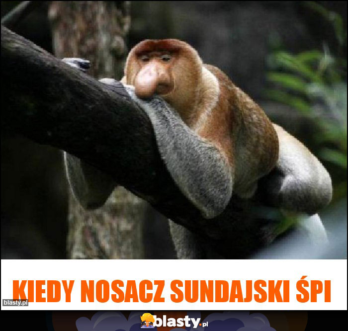 KIedy nosacz sundajski śpi