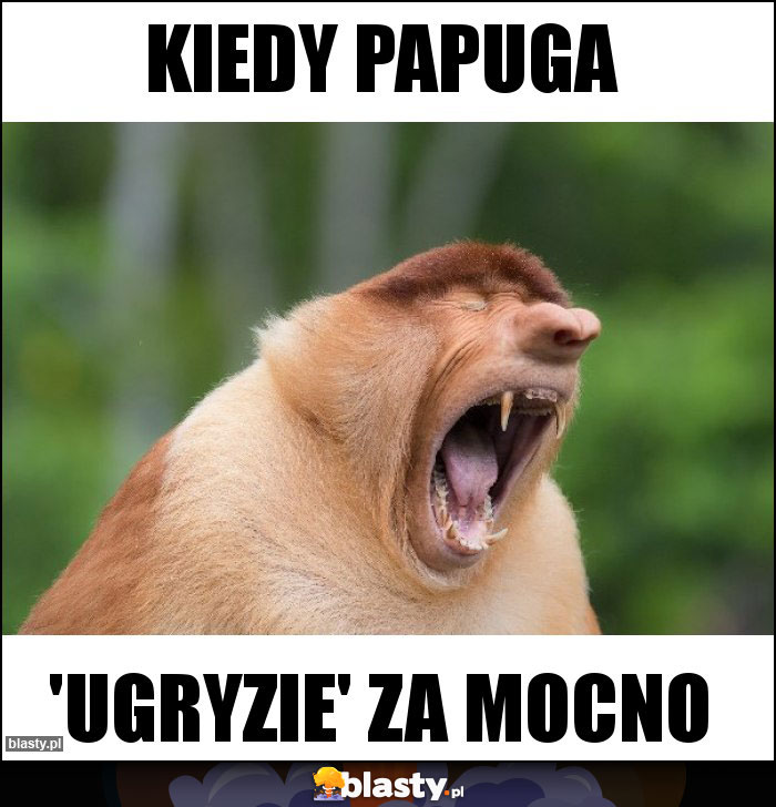 Kiedy papuga