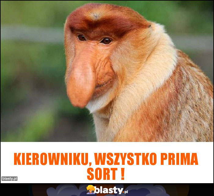 Kierowniku, wszystko prima sort !