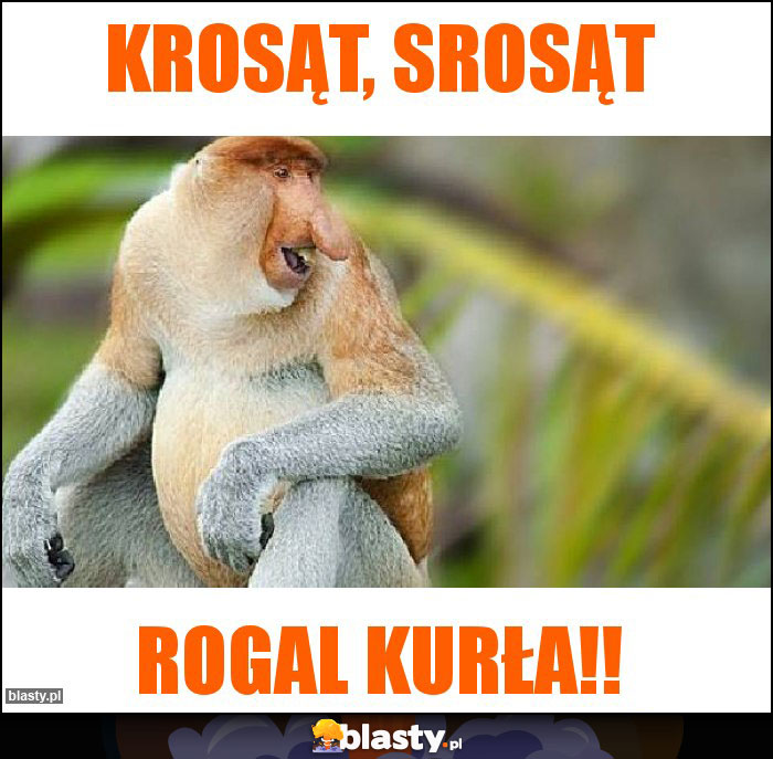 krosąt, srosąt