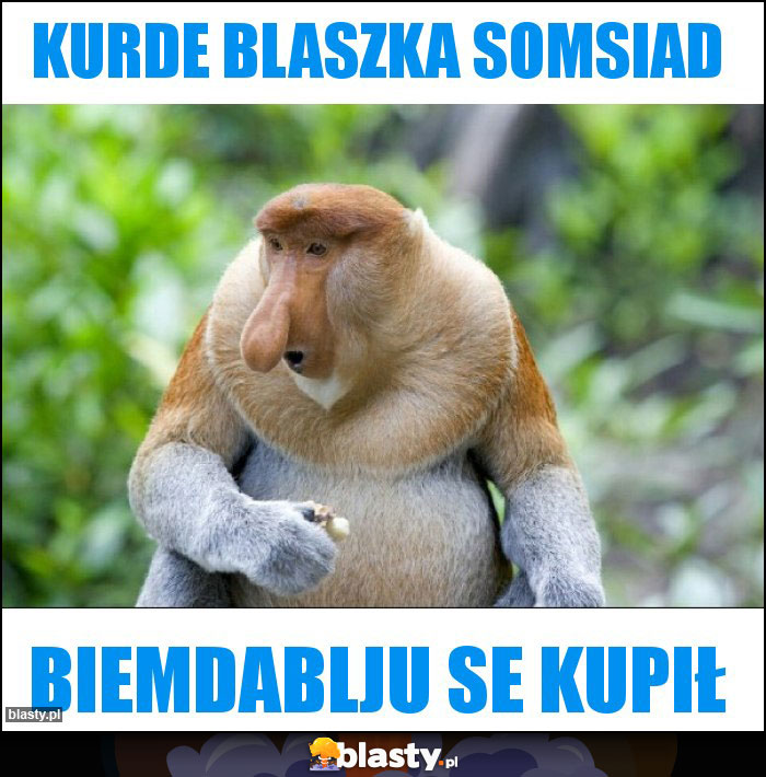 Kurde blaszka somsiad