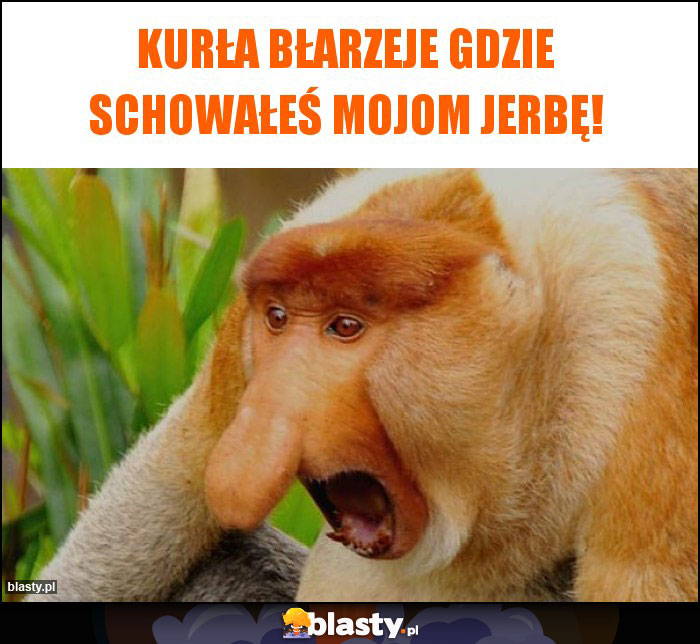 kurła Błarzeje gdzie schowałeś mojom jerbę!