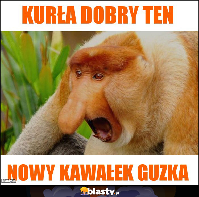 Kurła dobry ten