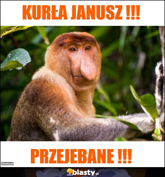 KURŁA JANUSZ !!!