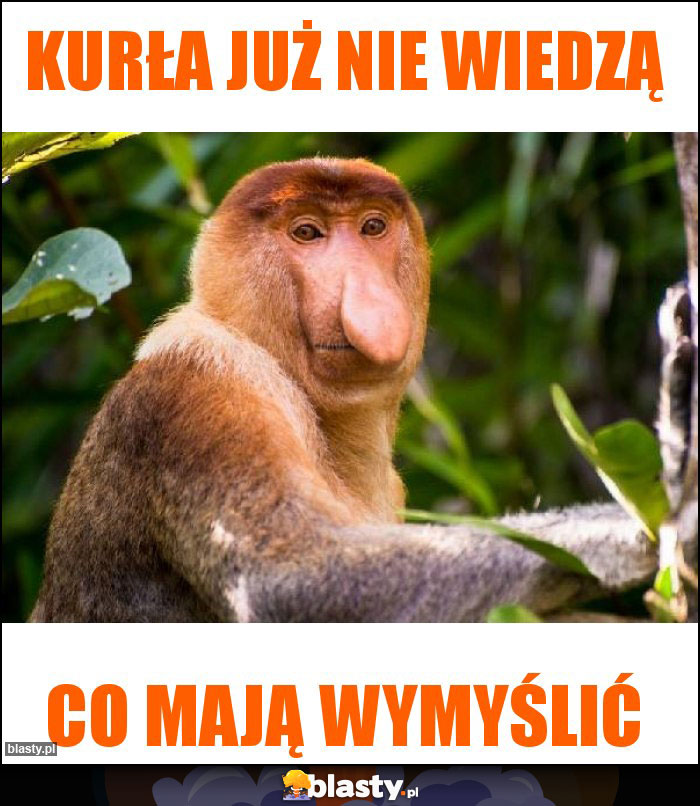 Kurła już nie wiedzą