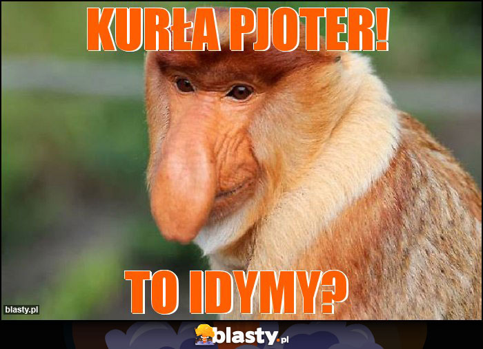 kurła pjoter!