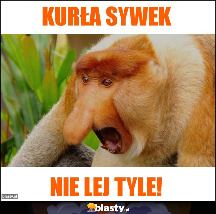 Kurła sywek