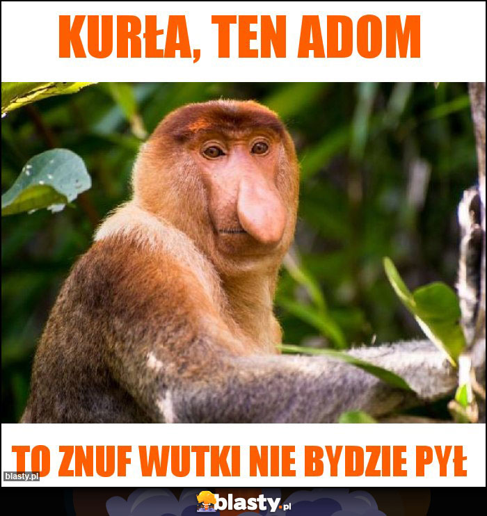 Kurła, ten adom