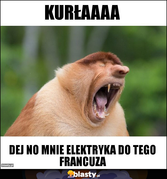 Kurłaaaa