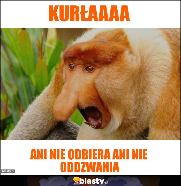 Kurłaaaa