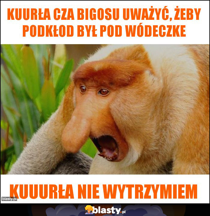 Kuurła cza bigosu uważyć, żeby podkłod był pod wódeczke