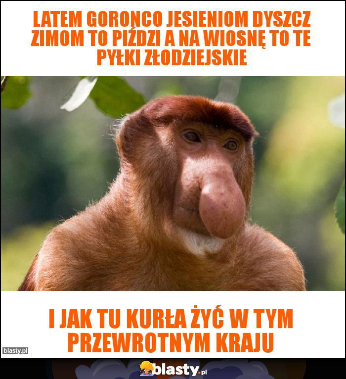 Latem goronco jesieniom dyszcz Zimom to piździ a na wiosnę to te pyłki złodziejskie