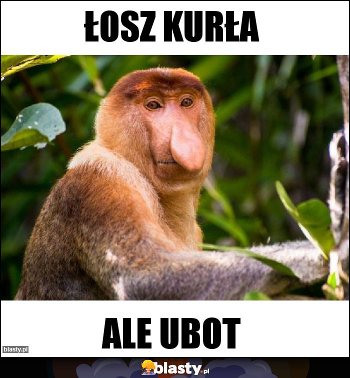 Łosz kurła