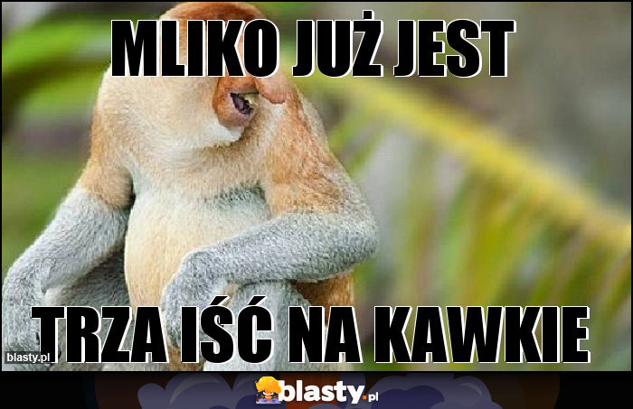 MLIKO JUŻ JEST