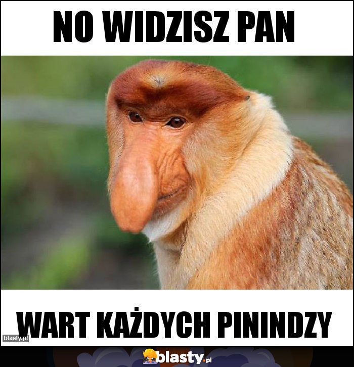 no widzisz Pan