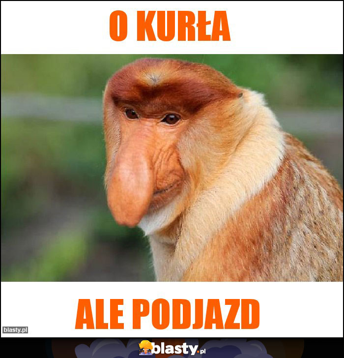 O kurła