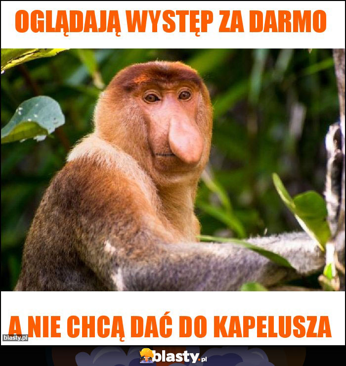 Oglądają występ za darmo