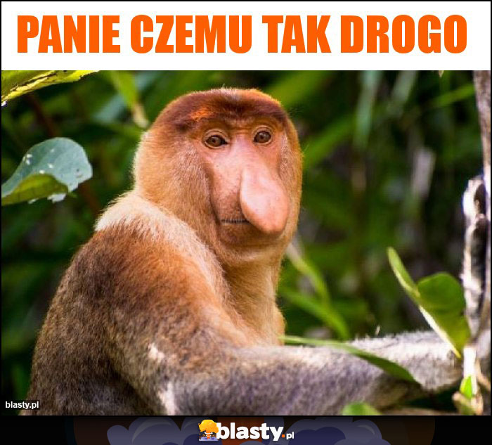 Panie Czemu tak drogo