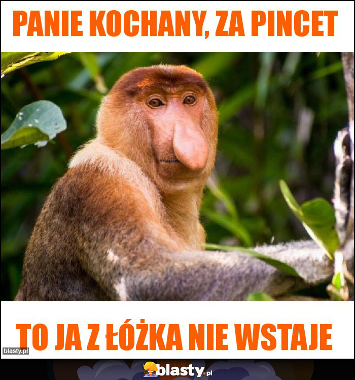 Panie kochany, za pincet