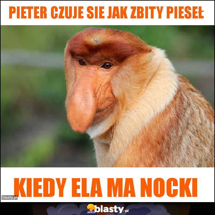 Pieter czuje sie jak zbity pieseł