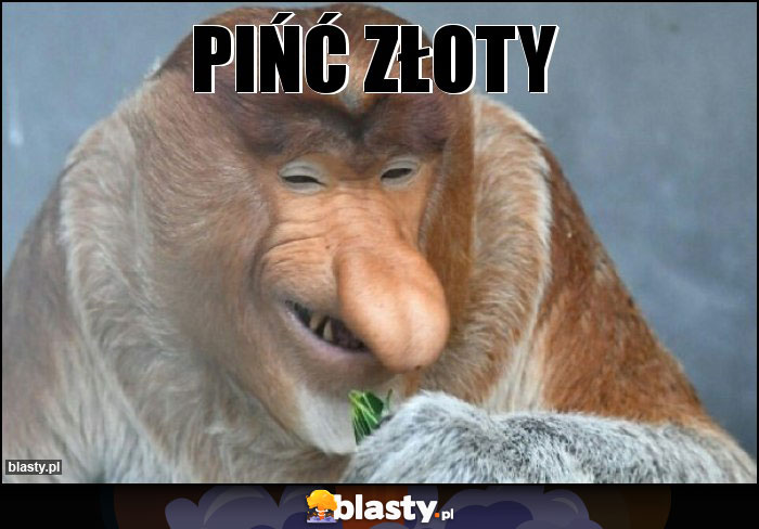 PIŃĆ ZŁOTY