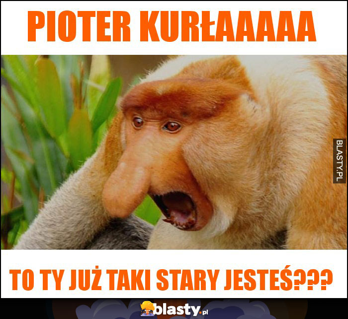 Pioter kurłaaaaa