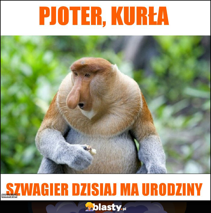 Pjoter, kurła