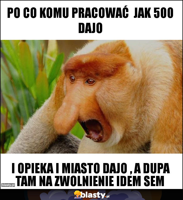 Po co komu pracować  jak 500 dajo