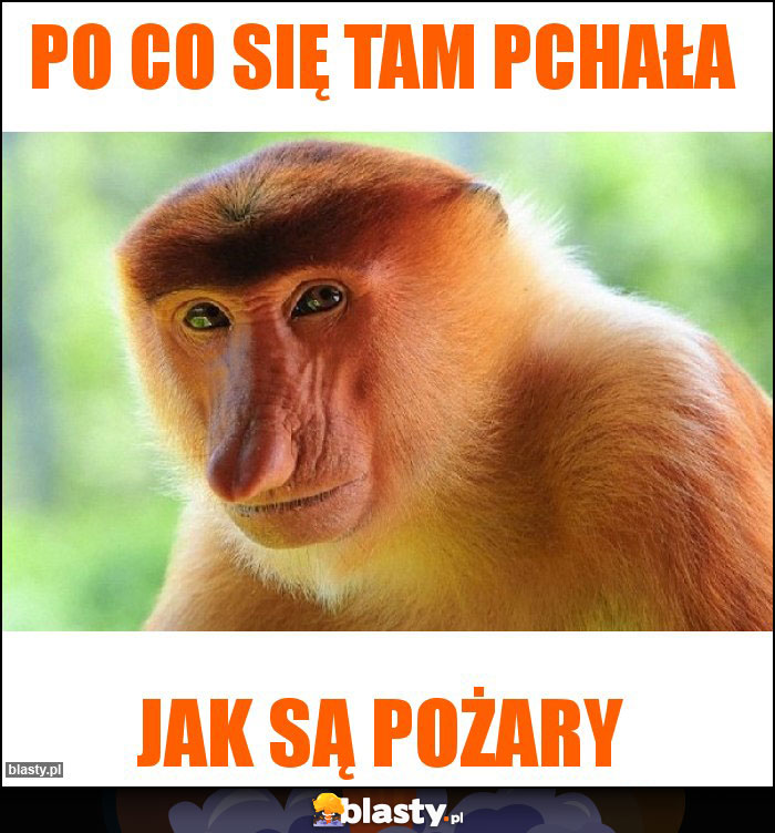 Po co się tam pchała