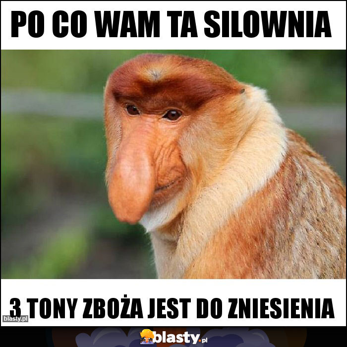 PO co Wam ta silownia