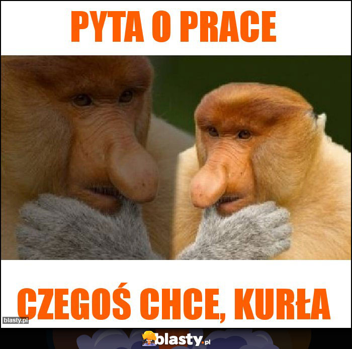 pyta o prace