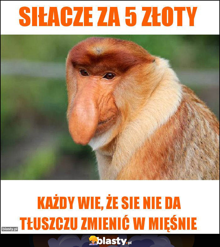 Siłacze za 5 złoty