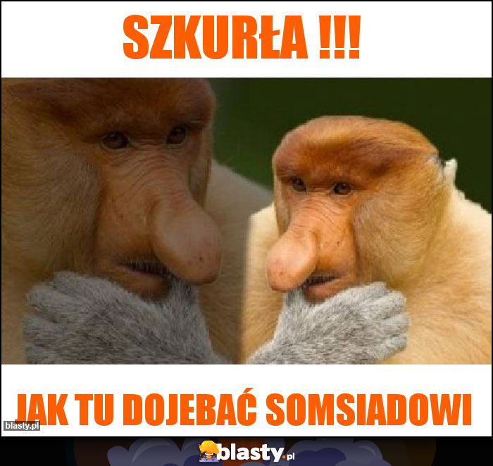 SZKURŁA !!!