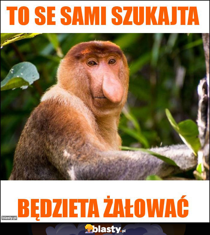 TO SE SAMI SZUKAJTA