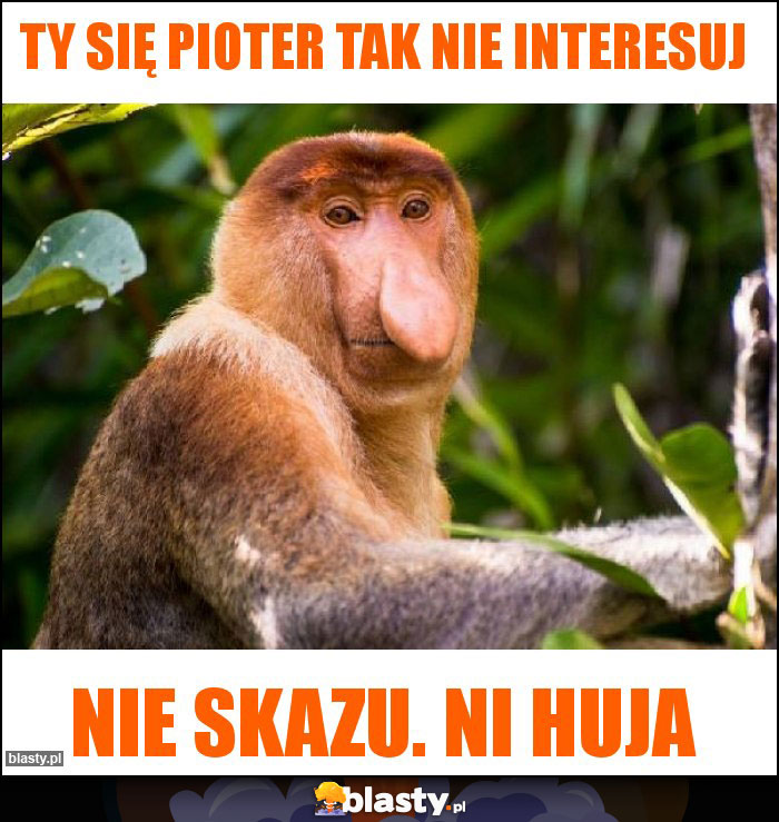 Ty się pioter tak nie interesuj