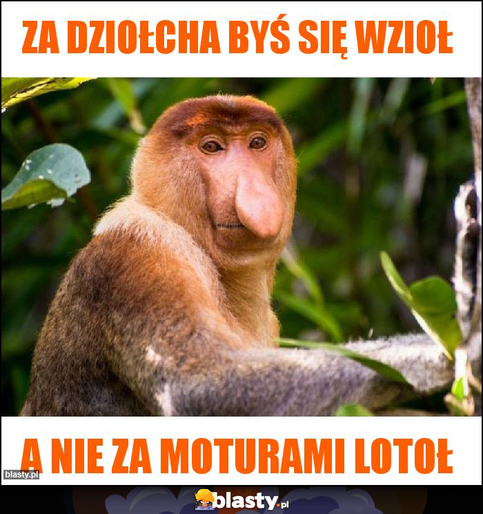 ZA DZIOŁCHA BYŚ SIĘ WZIOŁ