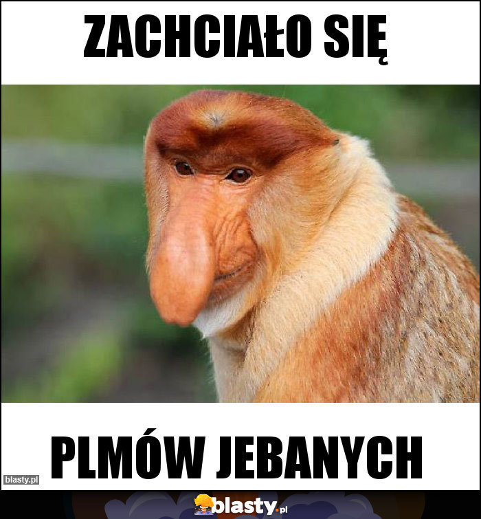 Zachciało się