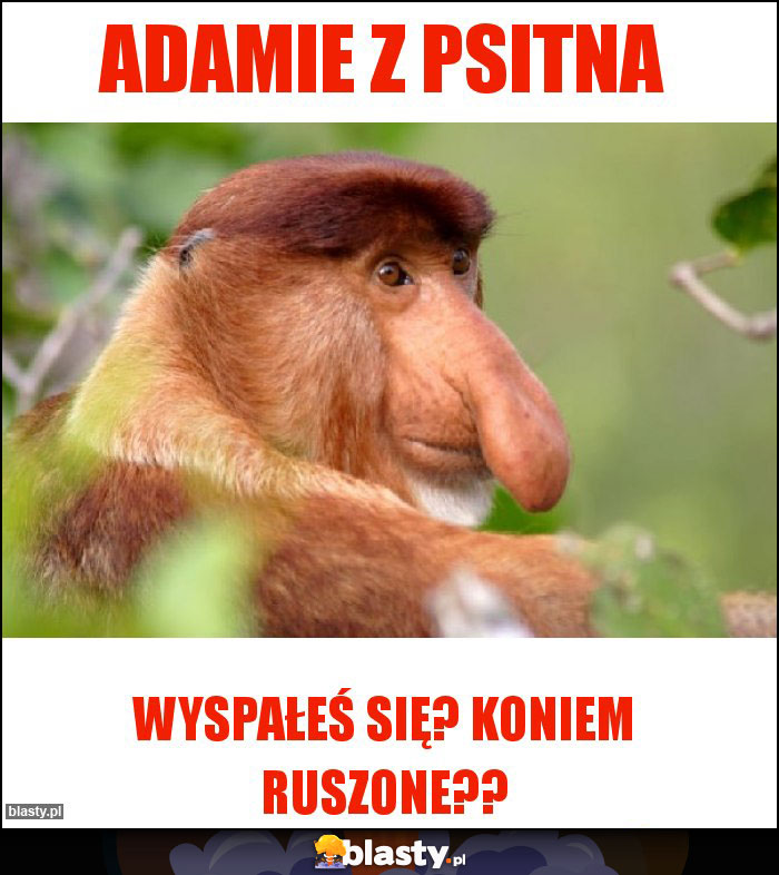 Adamie z psitna